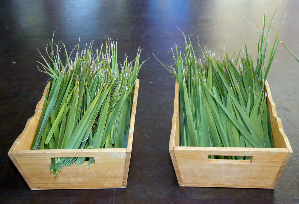 Holy Week - Photo 47